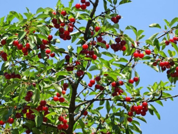 Loại quả "tốt nhất thế giới" Việt Nam trồng thành công, là đặc sản nổi tiếng được ưa chuộng, tốt cho...