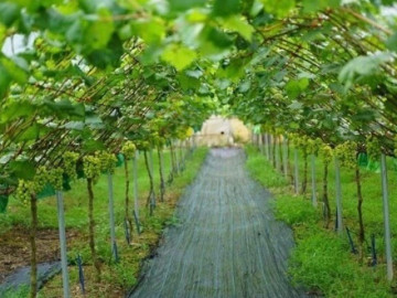 Loại quả đắt đỏ nhất thế giới Việt Nam trồng thành công, 2 năm cho thu hoạch, là đặc sản nổi tiếng 450.000 đồng/kg 