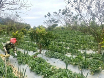 Sức khỏe - Loại quả "tốt nhất thế giới" Việt Nam trồng bạt ngàn, thành đặc sản nổi tiếng được ưa chuộng, tốt cho sức khỏe