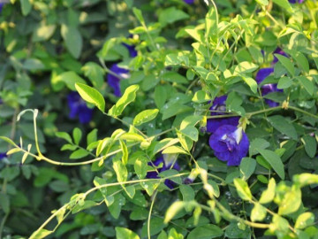 Tin tức - Nghề lạ ở Việt Nam: Cây dại mọc bờ rào dân trồng chỉ 3 tháng thu hoạch, hái hoa bán quanh năm, thành đặc sản nổi tiếng