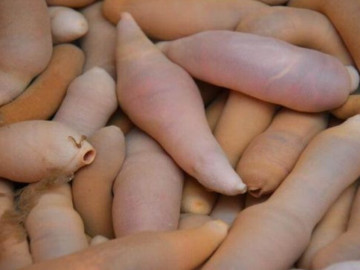 Tin tức - Đặc sản nghe tên "ngượng đỏ mặt", xưa ít ai ăn nay thành món bổ dưỡng trong nhà hàng được ưa chuộng, 200.000 đồng/kg