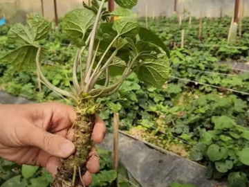 Sức khỏe - Loại cây đắt đỏ bậc nhất thế giới Việt Nam trồng thành công, là đặc sản nổi tiếng 6 triệu đồng/kg, tốt cho sức khoẻ