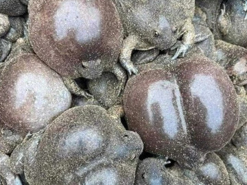 Đặc sản nghe tên "sợ khiếp vía", nay là món khoái khẩu được ưa chuộng, ban đêm dân rọi đèn bắt bán 180.000đồng/kg