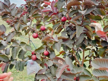 Loại quả "tốt nhất thế giới" Việt Nam trồng bạt ngàn, thành đặc sản chỉ từ 10.000 đồng/kg, tốt cho sức khoẻ