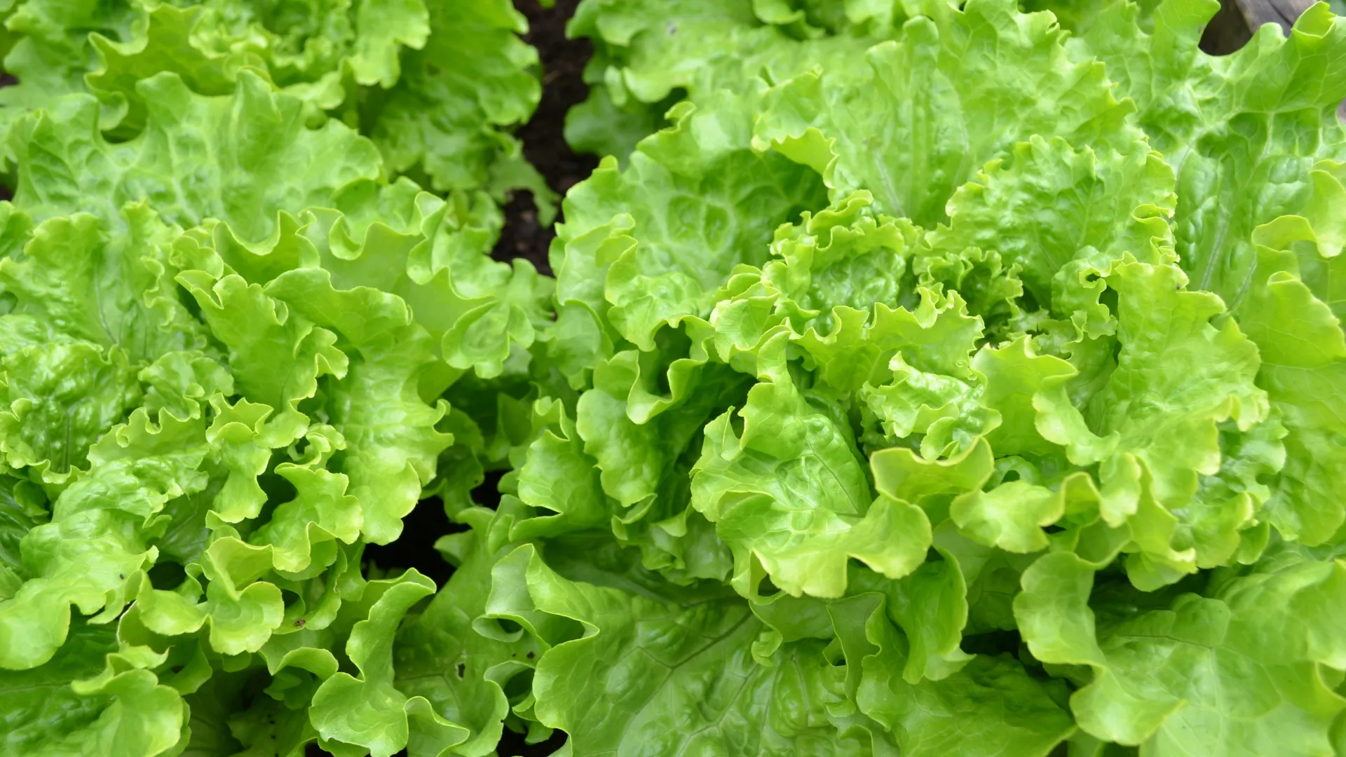 Giàu nước, vitamin A và K, rau xà lách giúp cấp ẩm, làm sáng và thải độc da tự nhiên. Ăn xà lách thường xuyên giúp làn da mịn màng, tươi trẻ hơn. Món rau giản dị này lại là “chiếc chìa khóa” giúp da đẹp không tì vết.