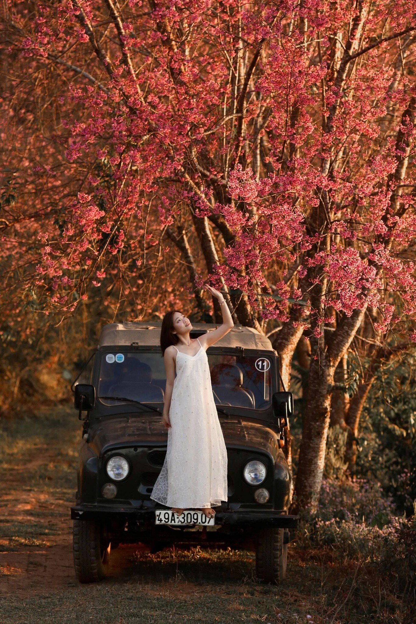 Đà Lạt Amp;#34;Ngập Trànamp;#34; Màu Hồng Của Hoa Mai Anh Đào: Gợi Ý Cho Hội Mê Amp;#34;Sống Ảoamp;#34; 3 Địa Điểm Check-In Đang Cực Hot - 2