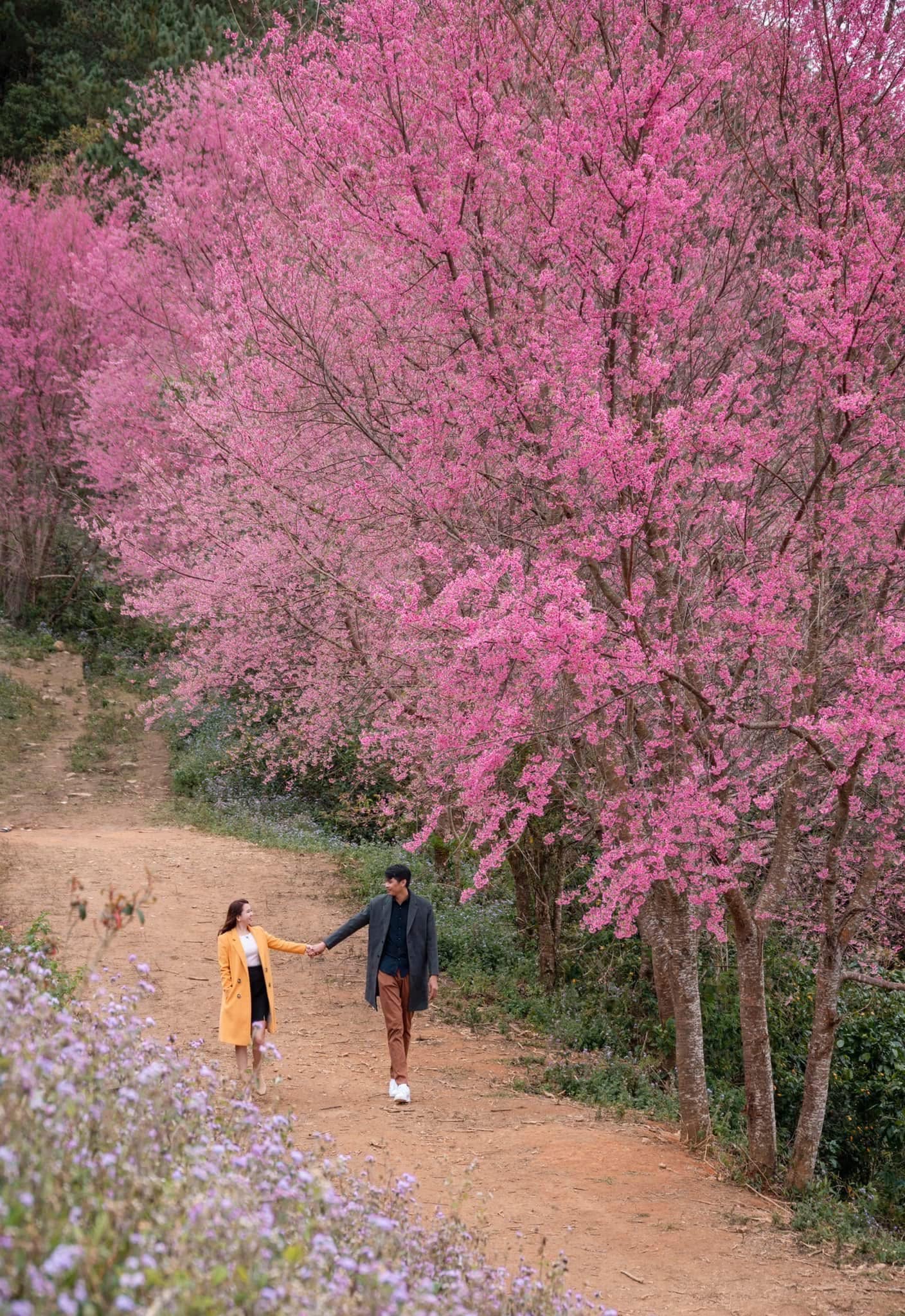 Nằm Sau Núi Langbiang, Mộng Đào Nguyên Sở Hữu Hàng Trăm Gốc Mai Anh Đào Lâu Năm, Thường Nở Sớm Nhất, Tạo Nên Khung Cảnh Rừng Hoa Hồng Phấn Hoang Sơ, Thơ Mộng. (Ảnh: Nguyễn Tiến Đạt - Phạm Kim Nhân - Quang Đà Lạt) 