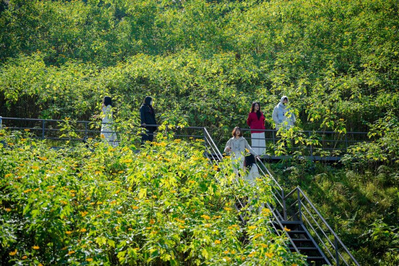 Chỉ Cách Hà Nội 60Km, Ở Ba Vì Có Một Cánh Đồng Hoa Vàng Tươi Được Giới Trẻ Rủ Nhau Đến Check-In Sống Ảo Giới Trẻ Đổ Xô Đến Vườn Quốc Gia Ba Vì Để Check-In Mùa Hoa Dã Quỳ. (Nguồn Ảnh: Vườn Quốc Gia Ba Vì)
