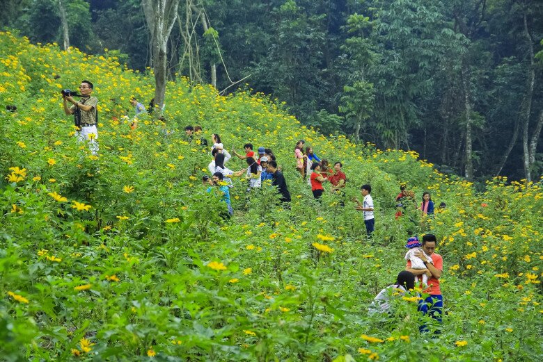 Chỉ Cách Hà Nội 60Km, Ở Ba Vì Có Một Cánh Đồng Hoa Vàng Tươi Được Giới Trẻ Rủ Nhau Đến Check-In Sống Ảo Nhiều Gia Đình Cũng Tranh Thủ Đưa Các Con Đến Chụp Ảnh Với Hoa Dã Quỳ Vào Dịp Cuối Tuần. (Nguồn Ảnh: Vườn Quốc Gia Ba Vì)