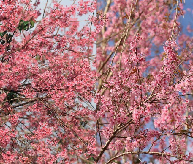 Mùa Mai Anh Đào Ở Đà Lạt Thường Bắt Đầu Từ Cuối Tháng 1, Rực Rỡ Nhất Vào Giữa Tháng 2 Và Kéo Dài Đến Tháng 3. Sắc Hồng Phủ Khắp Đường Phố, Triền Đồi, Hồ Nước, Báo Hiệu Mùa Xuân Và Không Khí Tết Đang Về Gần.