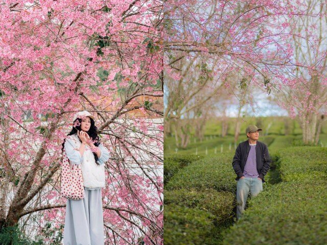 Giữa Những Đồi Chè Xanh Mướt, Mai Anh Đào Cầu Đất Bung Nở Nhẹ Nhàng Đầu Mùa Xuân, Sắc Hồng Xen Sương Sớm Tạo Nên Bức Tranh Giao Mùa Trong Trẻo, Rất Đặc Trưng Đà Lạt. (Ảnh: Đồng Ngô - Phạm Kim Nhân)