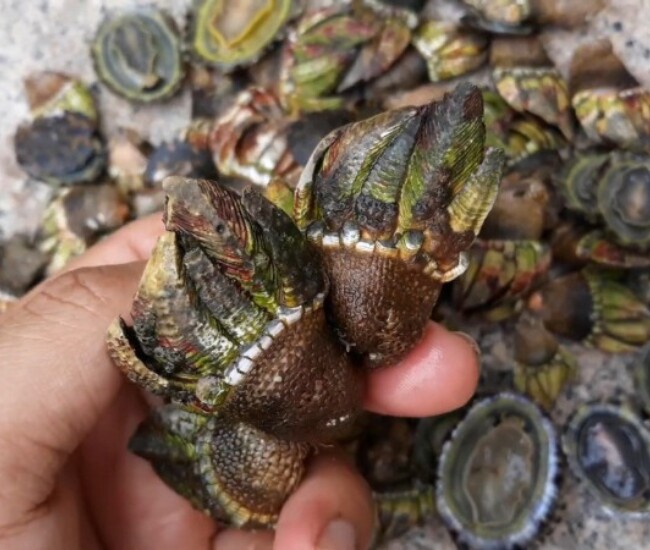 Ốc móng tay quỷ là đặc sản nổi tiếng của Khánh Hoà.