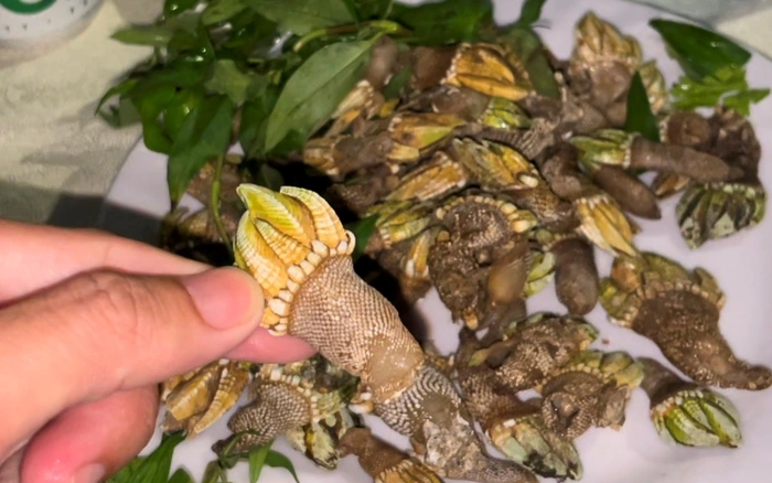 Vì khan hiếm, ốc móng tay quỷ được giới sành ăn săn lùng, có thời điểm lên đến vài triệu đồng/kg.