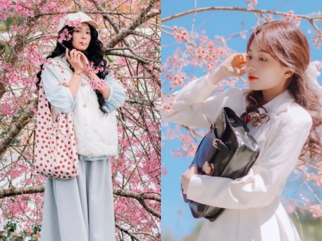 Đà Lạt "ngập tràn" màu hồng của hoa mai anh đào: Gợi ý cho hội mê "sống ảo" 3 địa điểm check-in đang cực hot