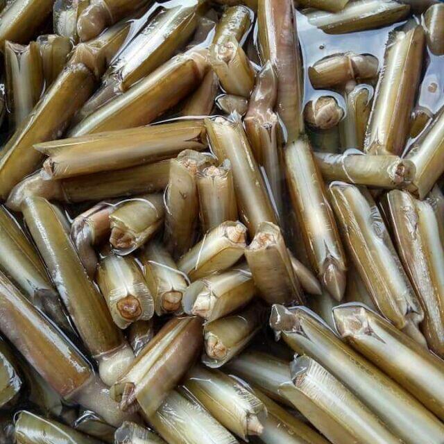 Loài ốc nghe tên như một bộ phận trên cơ thể, là đặc sản amp;#34;bon mồmamp;#34; ở hàng quán có lúc bán với giá 400.000 – 700.000đ/kg - 1