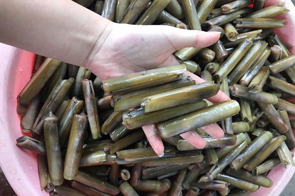 Loài ốc nghe tên như một bộ phận trên cơ thể, là đặc sản amp;#34;bon mồmamp;#34; ở hàng quán có lúc bán với giá 400.000 – 700.000đ/kg - 2