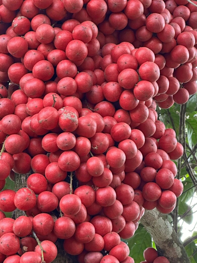 Loài quả đỏ rực mọc đầy thân cây, lên ảnh như chùm nho khổng lồ khiến dân tình kéo nhau tới check-in rần rần - 3