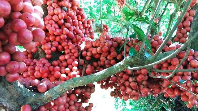 Loài quả đỏ rực mọc đầy thân cây, lên ảnh như chùm nho khổng lồ khiến dân tình kéo nhau tới check-in rần rần - 4