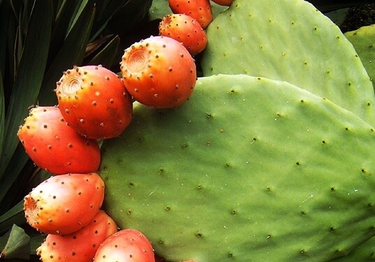 Loại quả trên cây gai góc người Việt ít để ý tới lại được bán ở siêu thị nước ngoài, chứa nhiều chất tốt cho sức khỏe - 1