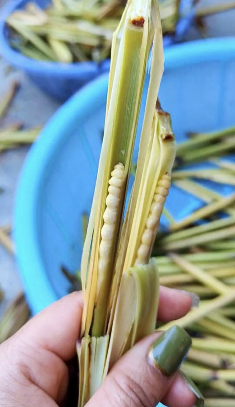 Cây chít là nơi cư ngụ của sâu chít.