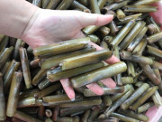 Lifestyle - Loài ốc nghe tên như một bộ phận trên cơ thể, là đặc sản "bon mồm" ở hàng quán có lúc bán với giá 400.000 – 700.000đ/kg