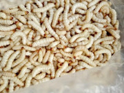 Lifestyle - Đặc sản Tây Bắc được ví như "lộc trời": Xưa không ai dám ăn vì kinh dị, nay nhà giàu săn lùng với giá nửa triệu đồng/kg