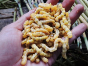 Lifestyle - Lộc trời nhìn sợ khiếp vía hóa ra là "thần dược phòng the", thành đặc sản đắt đỏ nhất nhì Việt Nam, giá 3 triệu đồng/kg