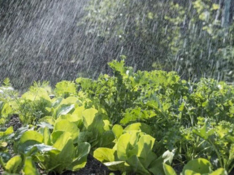 Rau cải đang vào mùa nhưng không tốt với nhóm người đặc biệt nào? Càng cố ăn càng rước thêm bệnh