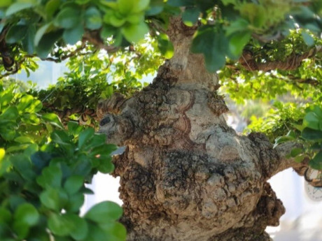 Cây dại ở hàng rào "lên chậu" thành bonsai, có cây hơn 1 tỷ đồng, tỏa mùi thơm đặc biệt và mang lại may mắn