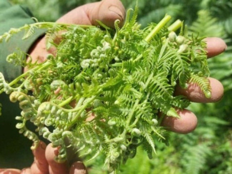 Sức khỏe - 13 thực phẩm quen thuộc giúp xóa sổ ký sinh trùng đường ruột, ở chợ Việt bán đầy, từ 5.000 đồng có thể mua