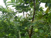 Tin tức - Loại quả dại từng không ai ngó ngàng nay thành đặc sản lạ, cứ trồng 4 tháng là thu hoạch, giúp nông dân đổi đời