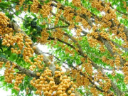 Tin tức - Loại quả xưa rụng đầy gốc không ai ngó ngàng, nay lên đời thành đặc sản miền Tây dân thành phố thích mê, 30.000 đồng/kg
