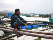 Tin tức - "Thủ phủ" tôm hùm bị xóa sổ sau lũ lịch sử