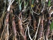 Tin tức - Cây dại mọc ven sông suối nay lên đời thành đặc sản lạ với giá đắt đỏ 600.000 đồng/kg, có tiền cũng khó mà mua