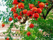 Sức khỏe - Loại quả quen thuộc có đầy chợ Việt, giúp tái tạo máu và mang lại nhiều tài lộc, may mắn