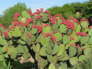 Lifestyle - Loại cây xưa bị nông dân cực ghét nay lại thành đặc sản siêu bổ dưỡng, cực "hot" ở nước ngoài, giá đến 300.000đ/kg