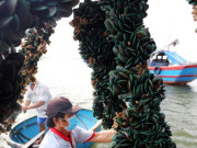 Tin tức - Nuôi con ví như “lộc trời”, chỉ cần một sợi dây, chẳng tốn công chăm sóc, sau 8 tháng giúp người dân vùng biển hốt bạc