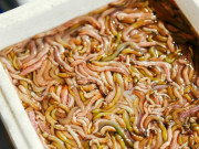 Lifestyle - Quán Hà Nội bán đặc sản "nhìn sợ nhưng ăn ngon", báo Tây nhiều lần khen nức nở