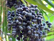 Loại quả xưa rụng đầy gốc không ai nhặt, giờ thành đặc sản được người thành phố săn lùng, tốt cho sức khỏe