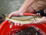 Lifestyle - Loài cá chỉ có ở Tuyên Quang, nghe tên đã thấy "khổ" nhưng thịt lại đậm đà, nay siêu hiếm có tiền cũng khó mà mua