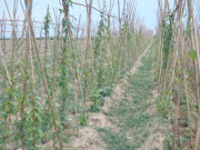 Tin tức - Trồng loại cây cho củ được ví “bổ như sâm”, cứ 8 tháng là thu hoạch giúp nông dân vươn lên làm giàu