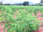 Tin tức - Nghề lạ ở Việt Nam: Loại rau được ví như "tổ yến của người nghèo", trồng 3 tháng cho thu hoạch thành đặc sản hút khách