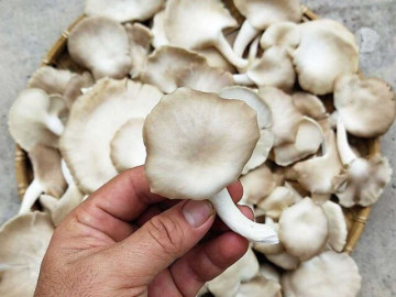 15 loại nấm chứa nhiều protein và vitamin, hỗ trợ cải thiện tim mạch bán đầy chợ Việt, 5.000 đồng là mua được