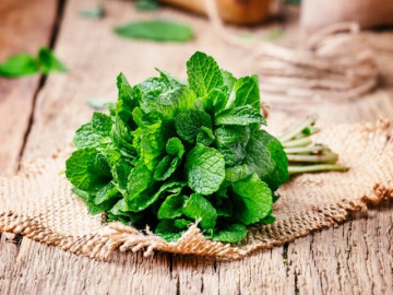 Cách dùng bạc hà giảm buồn nôn