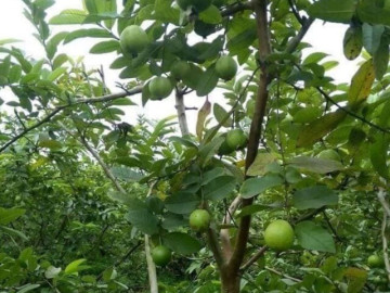 Loại quả dại từng không ai ngó ngàng nay thành đặc sản lạ, cứ trồng 4 tháng là thu hoạch, giúp nông dân đổi đời