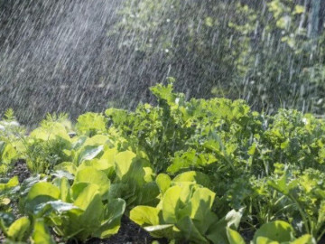 Rau cải đang vào mùa nhưng không tốt với nhóm người đặc biệt nào? Càng cố ăn càng rước thêm bệnh