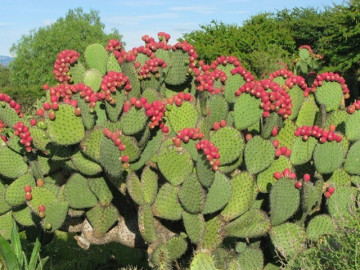 Loại cây xưa bị nông dân cực ghét nay lại thành đặc sản siêu bổ dưỡng, cực "hot" ở nước ngoài, giá đến 300.000đ/kg