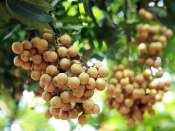 5 nhóm thực phẩm là “thần dược giá bình dân”, bồi bổ khí huyết giúp phụ nữ đẹp da, sống thọ