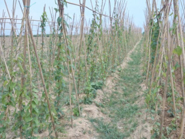 Tin tức - Trồng loại cây cho củ được ví “bổ như sâm”, cứ 8 tháng là thu hoạch giúp nông dân vươn lên làm giàu