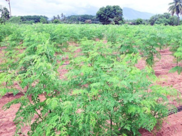 Nghề lạ ở Việt Nam: Loại rau được ví như "tổ yến của người nghèo", trồng 3 tháng cho thu hoạch thành đặc sản hút khách